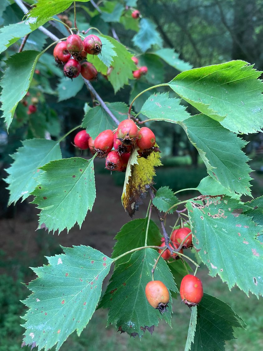 The rounded red fruits, or nutlets, of the hawthorn ripen in late summer, providing bright contrast to the saw-toothed green foliage.